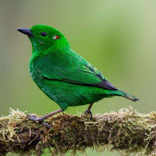Glistening-green Tanager