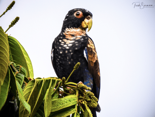 Bronze-winged Parrot