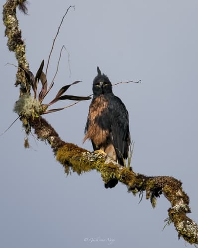 Black-and-chestnut Eagle