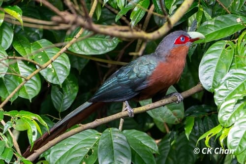 Chestnut-breasted Malkoha