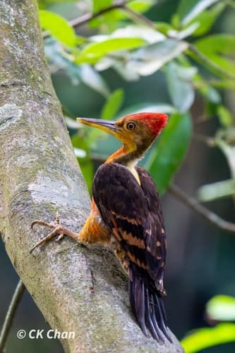 Orange-backed Woodpecker