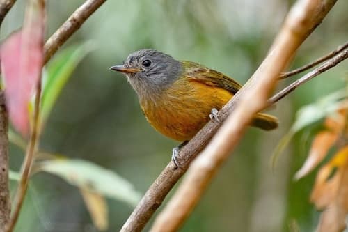 Gray-hooded Flycatcher