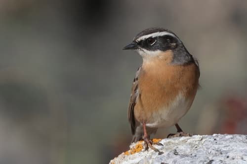 Brown Accentor