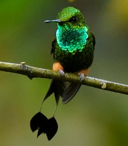 Peruvian Racket-tail