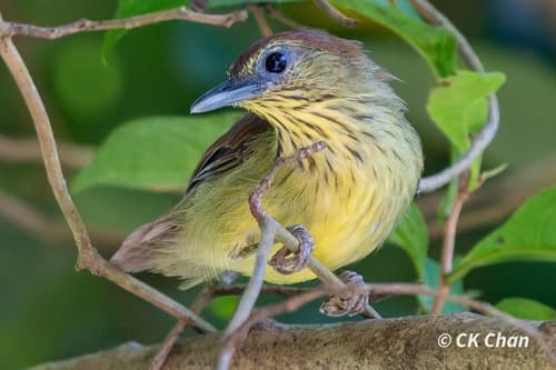 Pin-striped Tit-Babbler