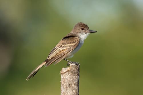 Puerto Rican Flycatcher