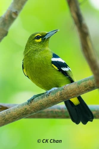 Green Iora