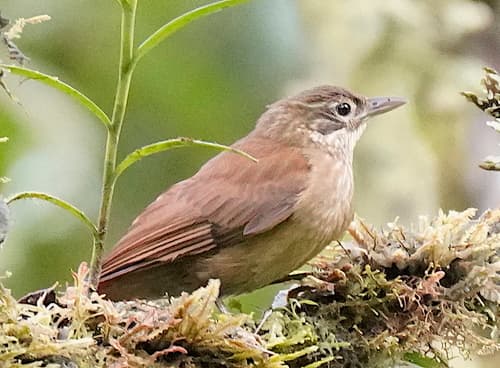 Montane Foliage-gleaner