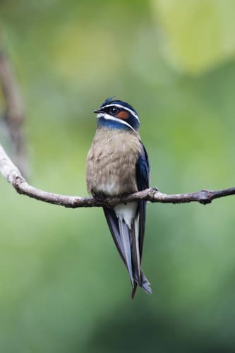 Whiskered Treeswift