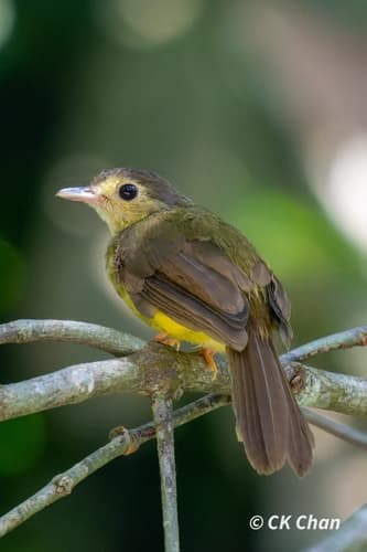 Hairy-backed Bulbul