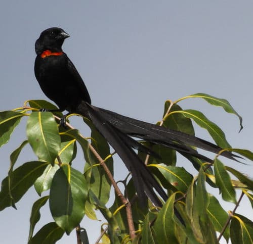 Red-collared Widowbird