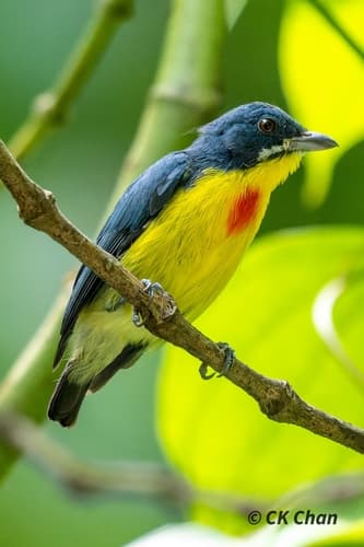Crimson-breasted Flowerpecker