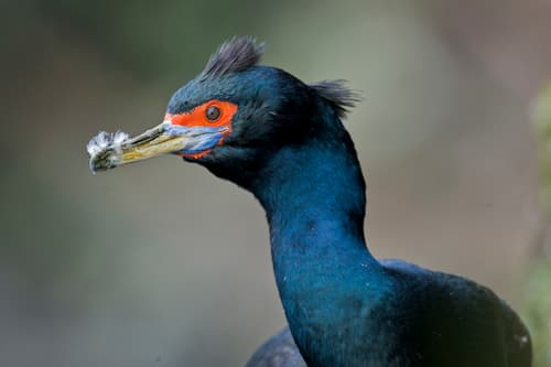 Red-faced Cormorant