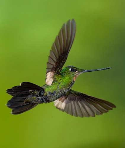 Buff-winged Starfrontlet