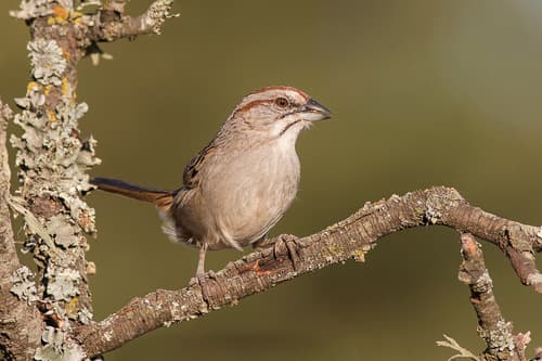 Chaco Sparrow