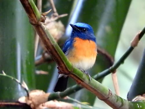 Blue-throated Flycatcher
