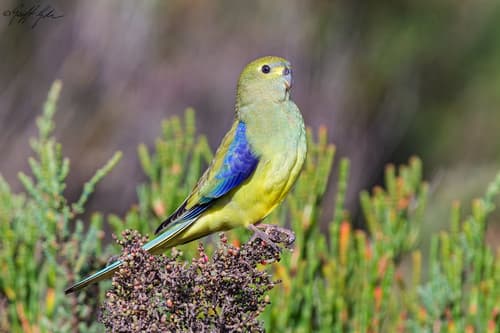 Blue-winged Parrot