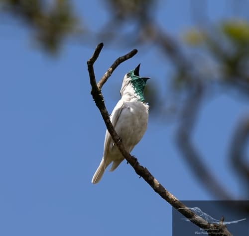 Bare-throated Bellbird