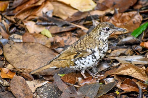 Russet-tailed Thrush