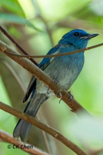 Pale Blue Flycatcher