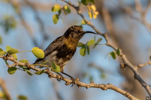 Dusky Sunbird