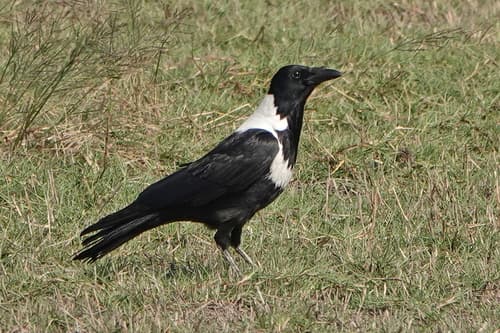 Collared Crow