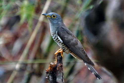 Indian Cuckoo