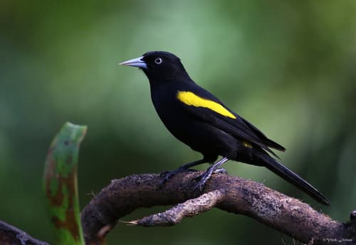 Golden-winged Cacique