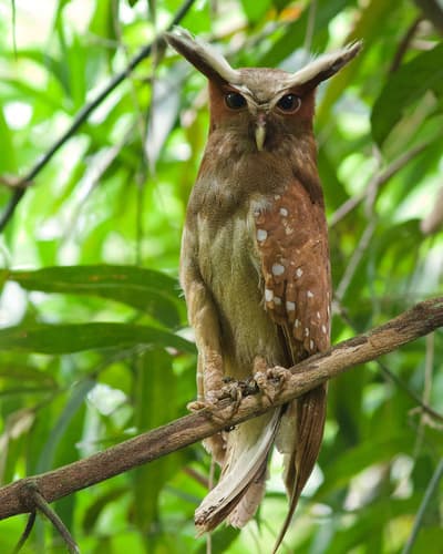 Crested Owl