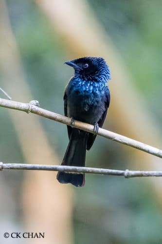 Lesser Racket-tailed Drongo