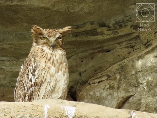 Brown Fish-Owl