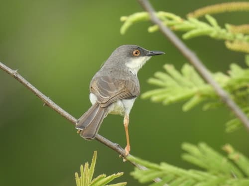 Gray-breasted Prinia