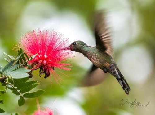 Scaly-breasted Hummingbird