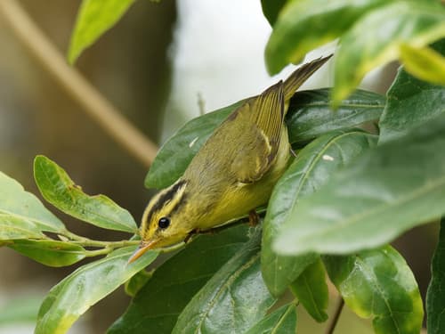 Sulphur-breasted Warbler
