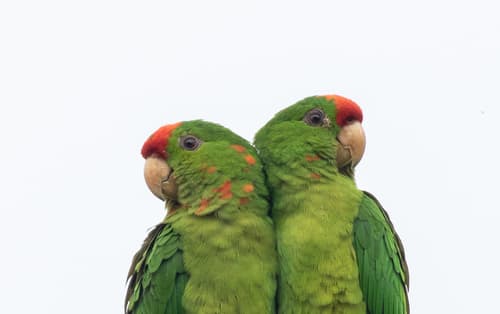 Scarlet-fronted Parakeet