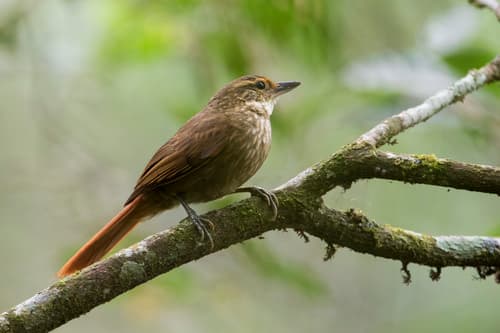 Buff-browed Foliage-gleaner