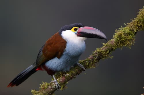 Black-billed Mountain-Toucan