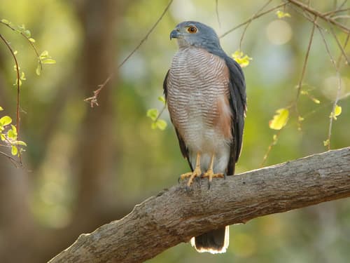 African Goshawk