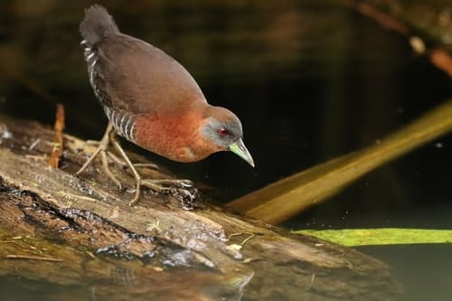 White-throated Crake