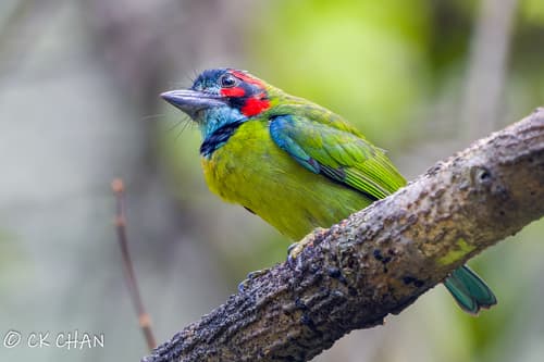 Black-eared Barbet