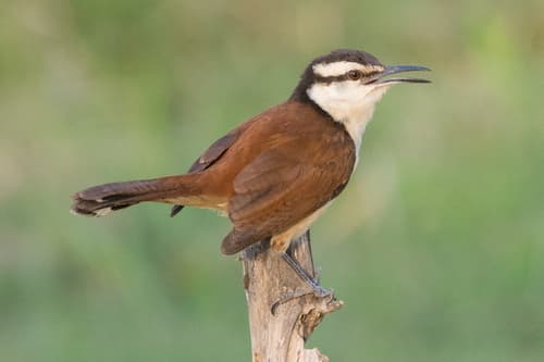 Giant Wren