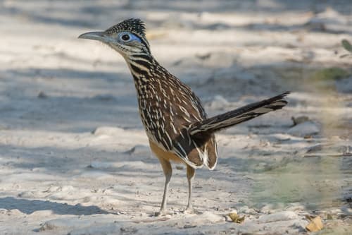 Lesser Roadrunner