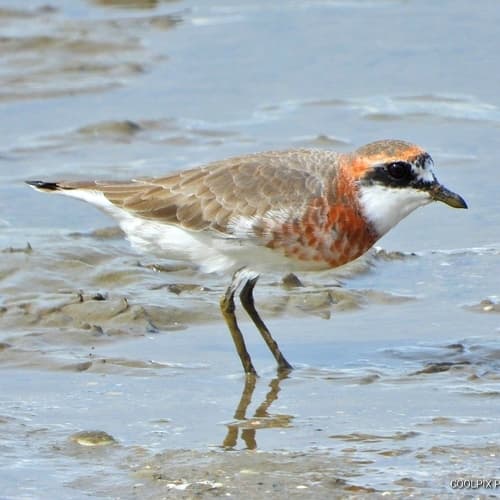 Siberian Sand-Plover
