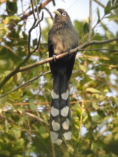 Blue-faced Malkoha