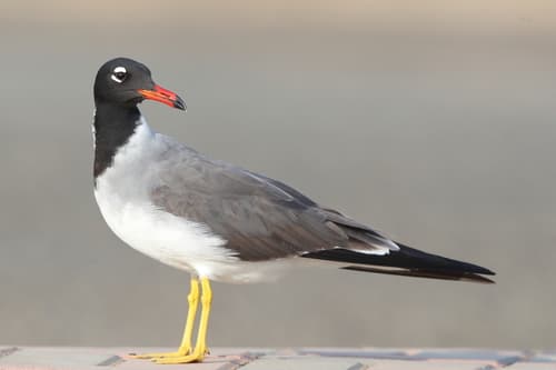 White-eyed Gull