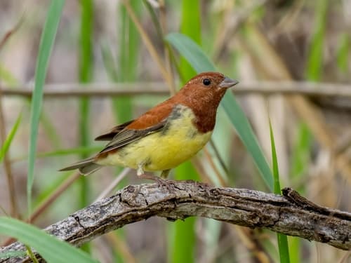 Chestnut Bunting