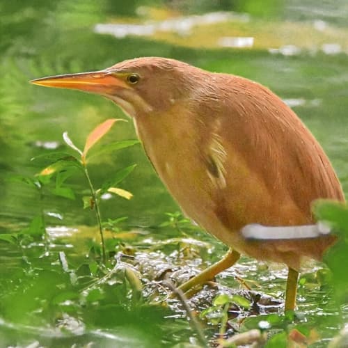 Cinnamon Bittern