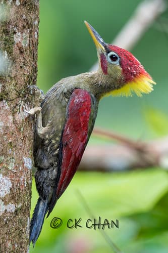 Crimson-winged Woodpecker