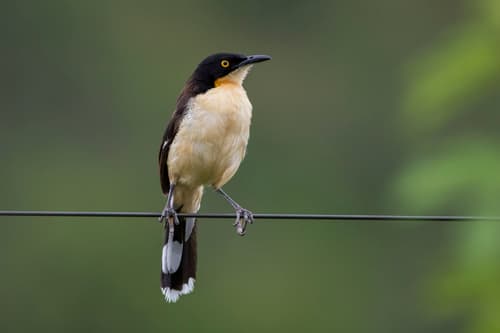 Black-capped Donacobius