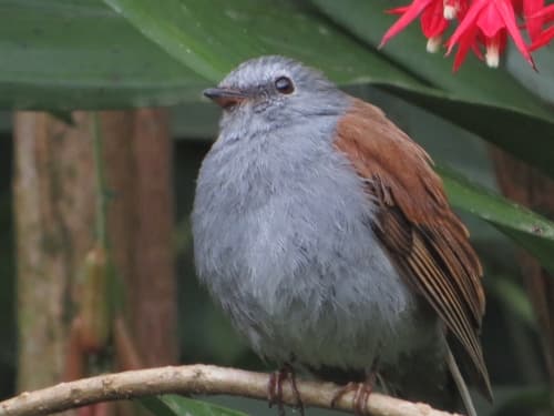 Andean Solitaire